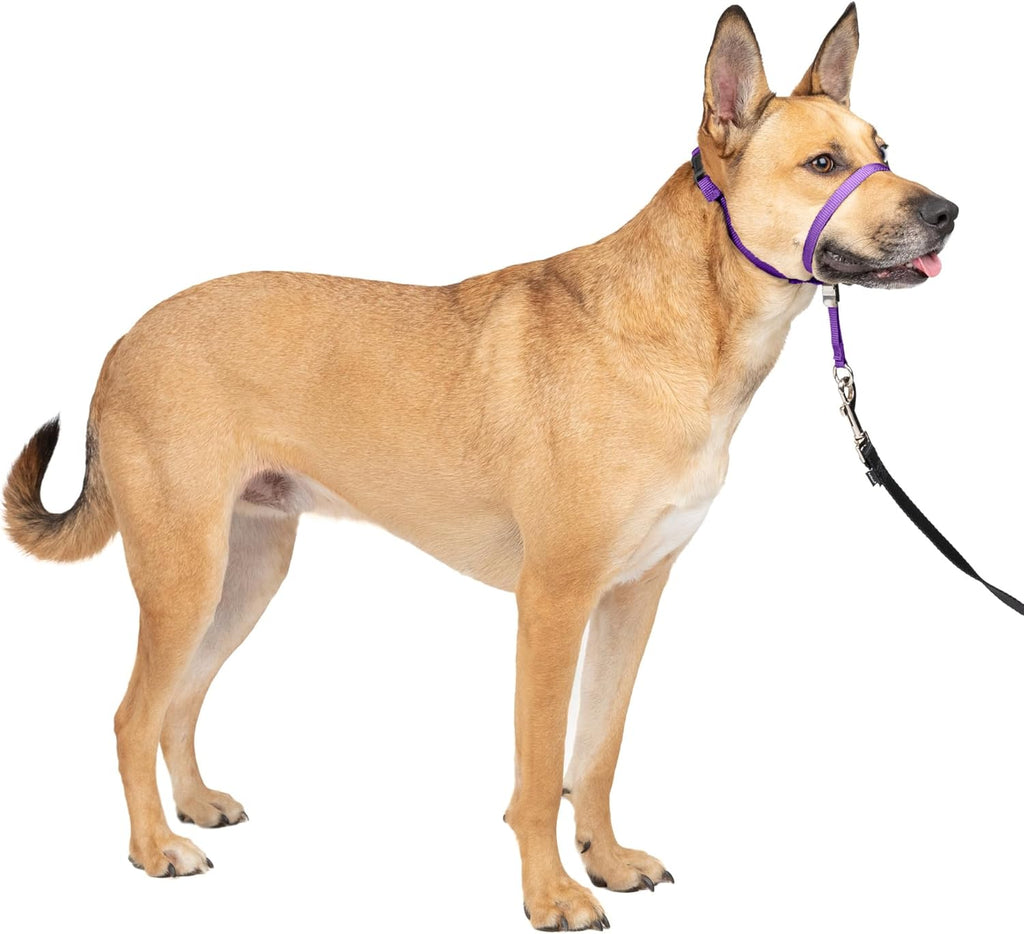 PetSafe Gentle Leader No-Pull Dog Headcollar - The Ultimate Solution to Pulling - Redirects Your Dog's Pulling for Easier Walks - Helps You Regain Control - Large, Black