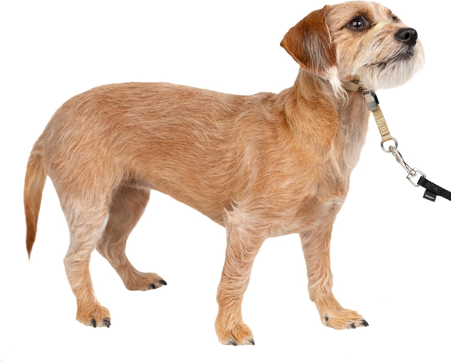 PetSafe Gentle Leader No-Pull Dog Headcollar - The Ultimate Solution to Pulling - Redirects Your Dog's Pulling for Easier Walks - Helps You Regain Control - Large, Black