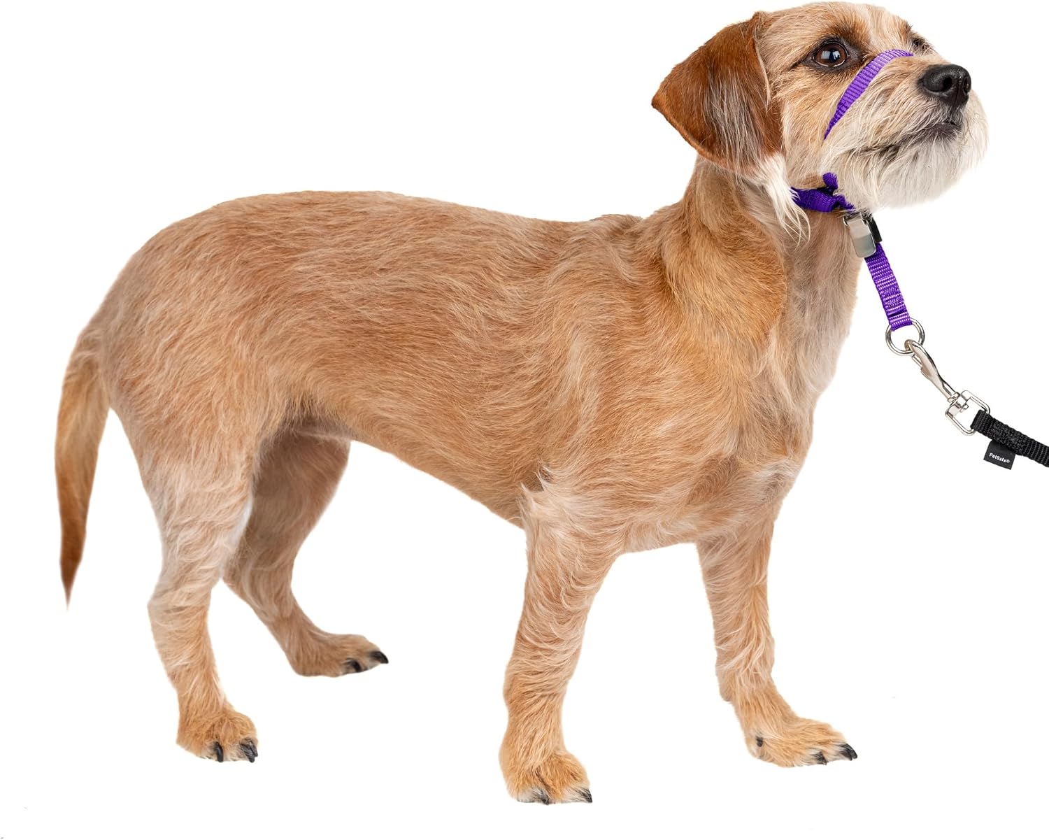 PetSafe Gentle Leader No-Pull Dog Headcollar - The Ultimate Solution to Pulling - Redirects Your Dog's Pulling for Easier Walks - Helps You Regain Control - Large, Black