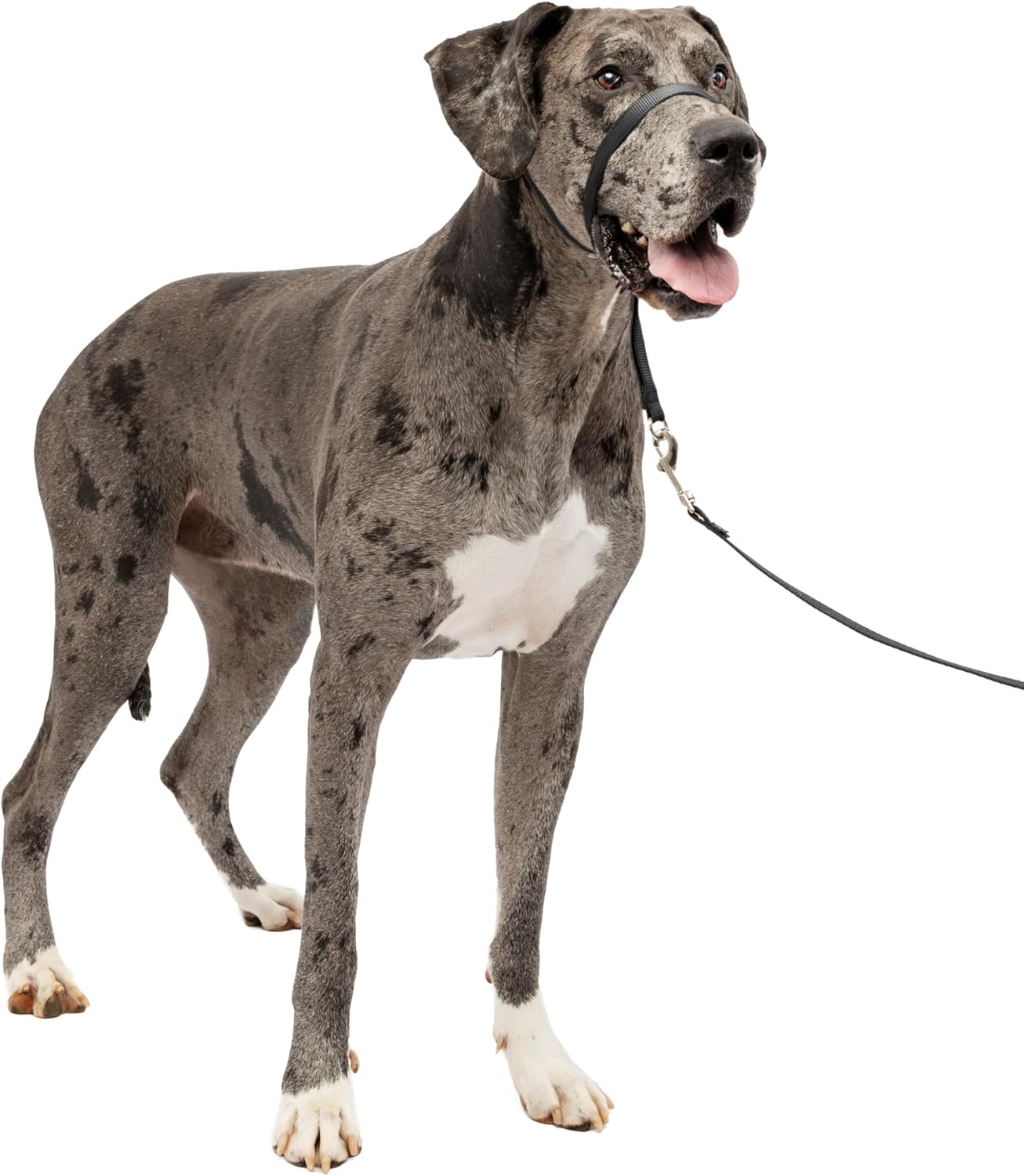 PetSafe Gentle Leader No-Pull Dog Headcollar - The Ultimate Solution to Pulling - Redirects Your Dog's Pulling for Easier Walks - Helps You Regain Control - Large, Black